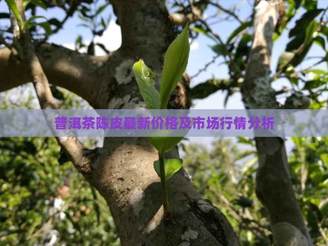 普洱茶陈皮最新价格及市场行情分析