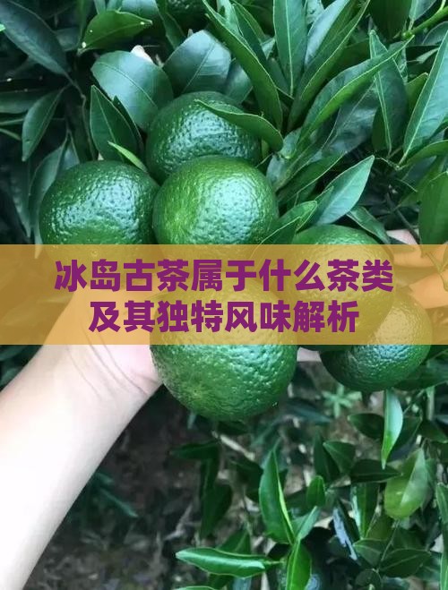 冰岛古茶属于什么茶类及其独特风味解析