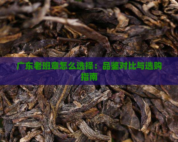 广东老班章怎么选择：品鉴对比与选购指南