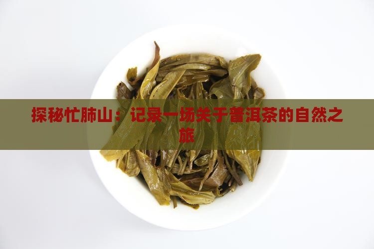 探秘忙肺山：记录一场关于普洱茶的自然之旅