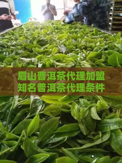 眉山普洱茶代理加盟知名普洱茶代理条件