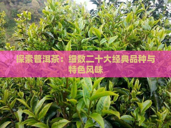 探索普洱茶：细数二十大经典品种与特色风味