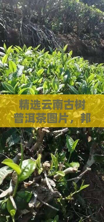 精选云南古树普洱茶图片，邦东生普价格大