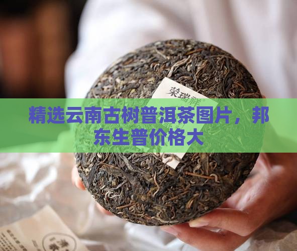 精选云南古树普洱茶图片，邦东生普价格大