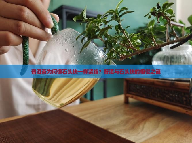 普洱茶为何像石头块一样紧结？普洱与石头块的相似之谜