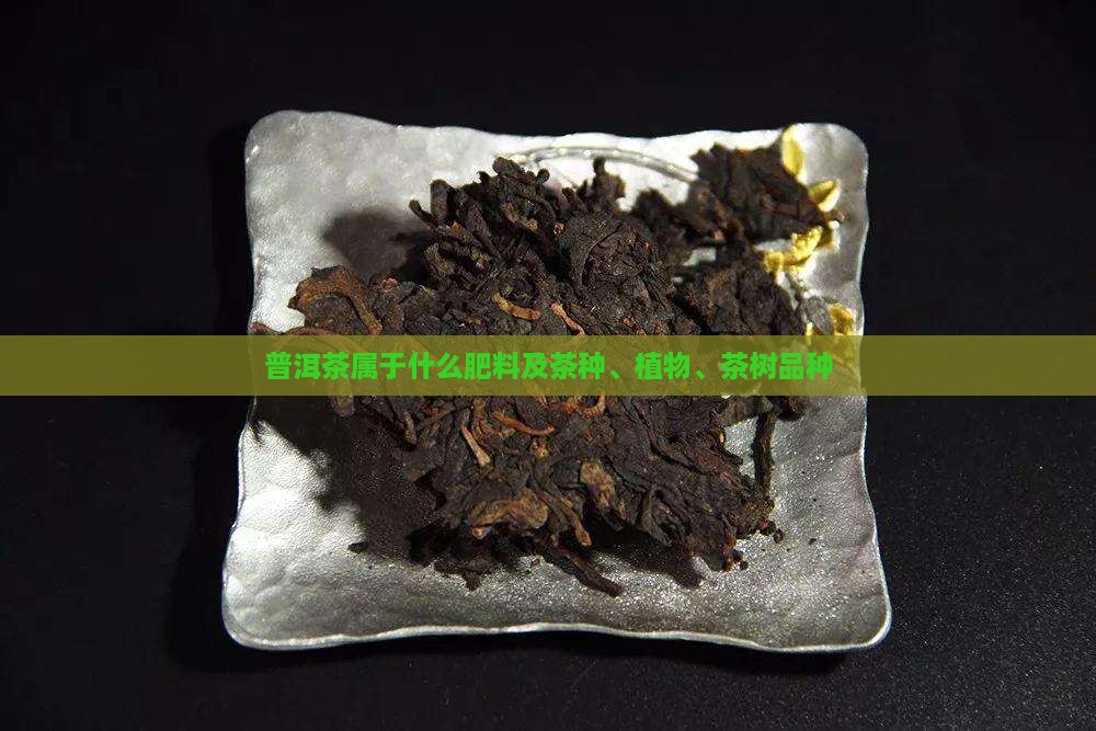 普洱茶属于什么肥料及茶种、植物、茶树品种