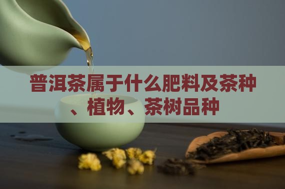 普洱茶属于什么肥料及茶种、植物、茶树品种