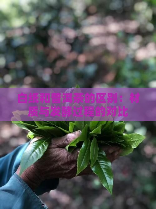 白纸和普洱茶的区别：材质与发酵过程的对比