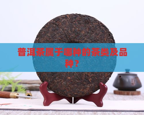 普洱茶属于哪种的茶类及品种？