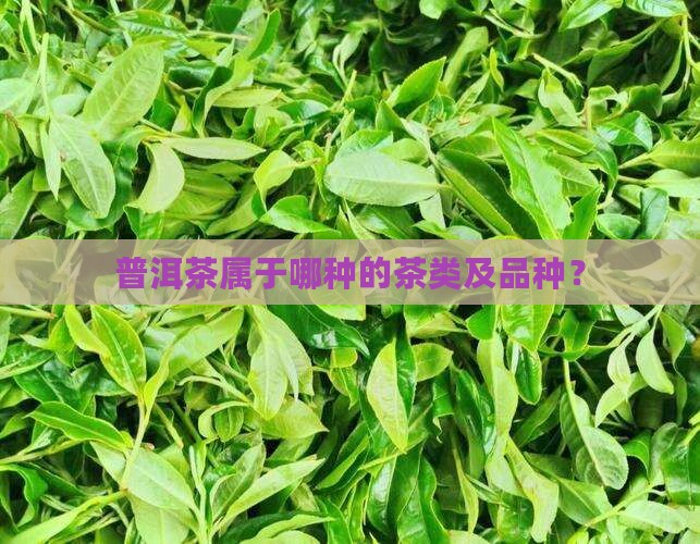 普洱茶属于哪种的茶类及品种？
