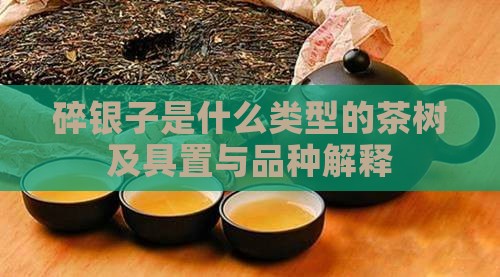 碎银子是什么类型的茶树及具置与品种解释