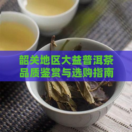 韶关地区大益普洱茶品质鉴赏与选购指南