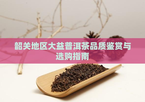 韶关地区大益普洱茶品质鉴赏与选购指南