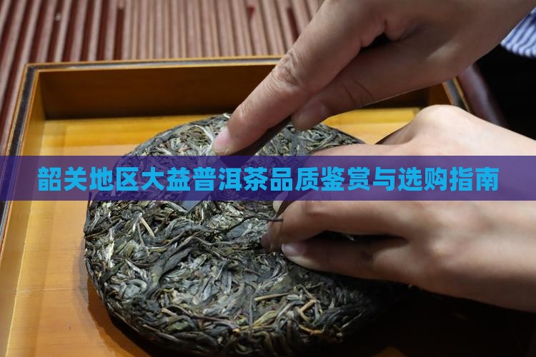 韶关地区大益普洱茶品质鉴赏与选购指南