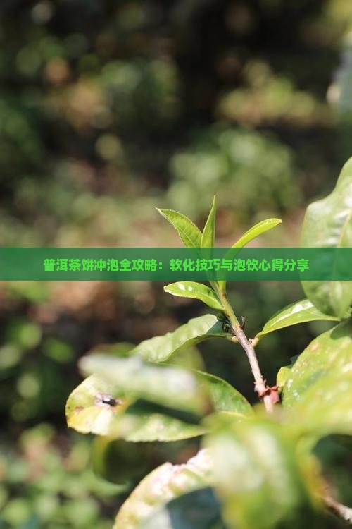 普洱茶饼冲泡全攻略：软化技巧与泡饮心得分享
