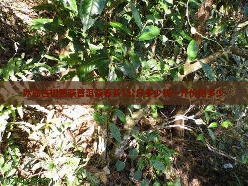 冰岛古树熟茶普洱茶春茶1公斤多少钱一斤价格多少