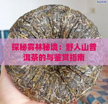 探秘雾林秘境：野人山普洱茶的与鉴赏指南