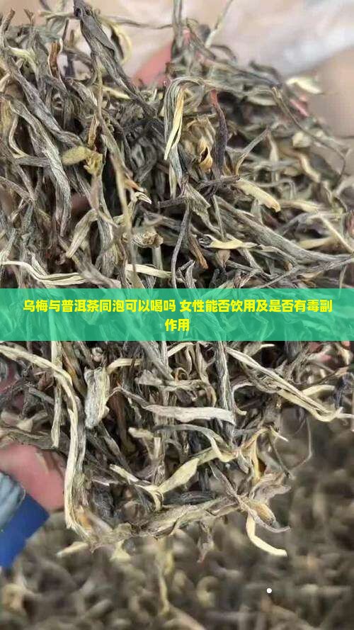 乌梅与普洱茶同泡可以喝吗 女性能否饮用及是否有毒副作用