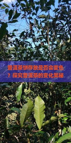 普洱茶饼存放是否会变色？探究普洱茶的变化奥秘
