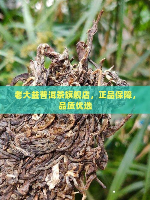 老大益普洱茶旗舰店，正品保障，品质优选