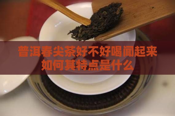 普洱春尖茶好不好喝闻起来如何其特点是什么