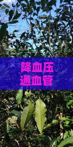 降血压通血管的茶饮推荐：适合饮用哪些茶