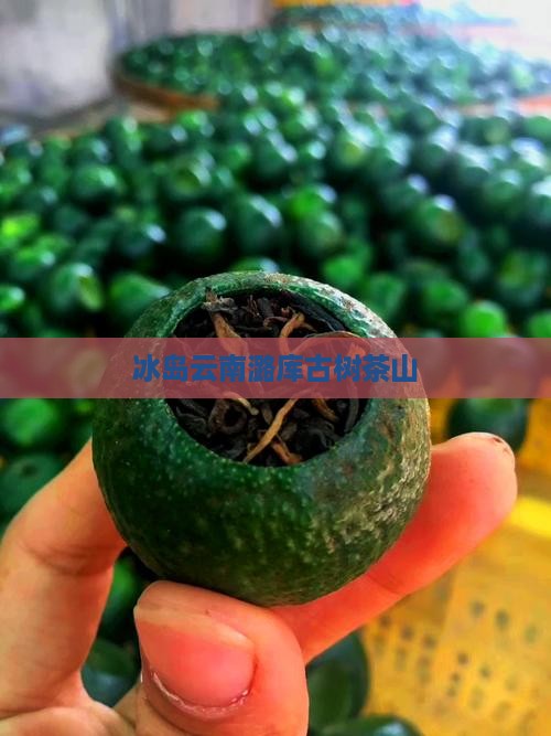 冰岛云南潞库古树茶山