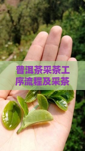 普洱茶采茶工序流程及采茶工序有哪些