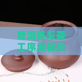 普洱茶采茶工序流程及采茶工序有哪些