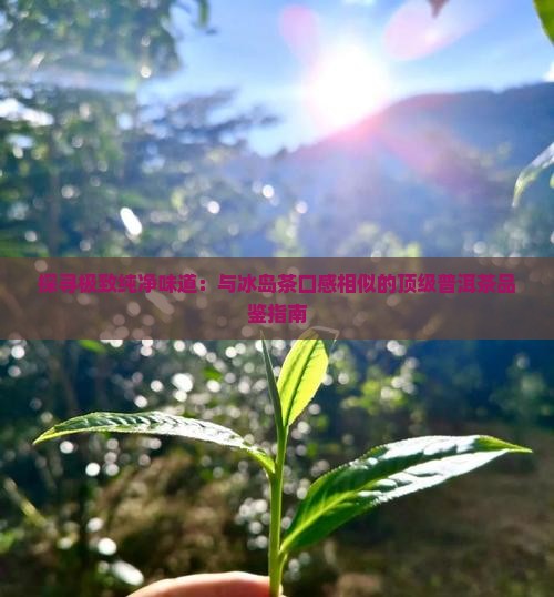 探寻极致纯净味道：与冰岛茶口感相似的顶级普洱茶品鉴指南