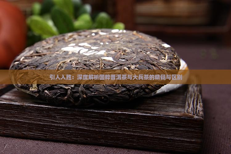 引人入胜：深度解析国粹普洱茶与大兵茶的精髓与区别