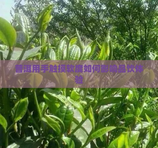普洱用手触摸软度如何影响品饮体验