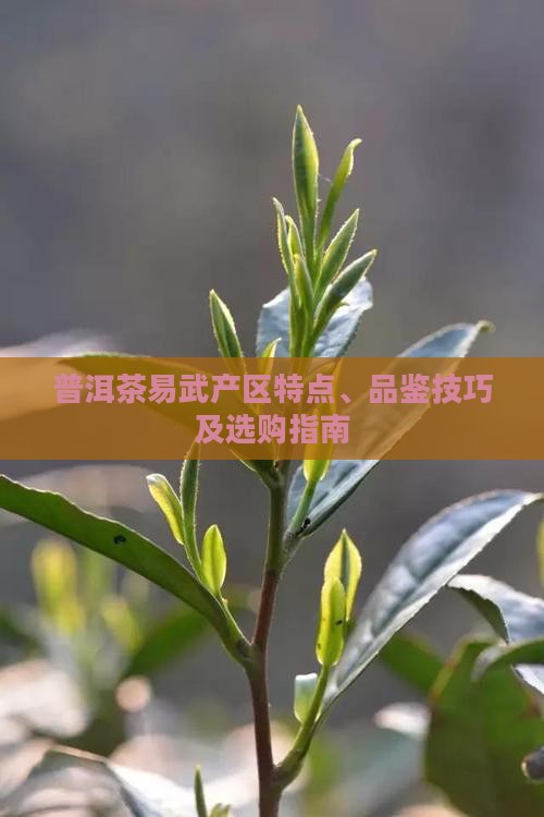 普洱茶易武产区特点、品鉴技巧及选购指南