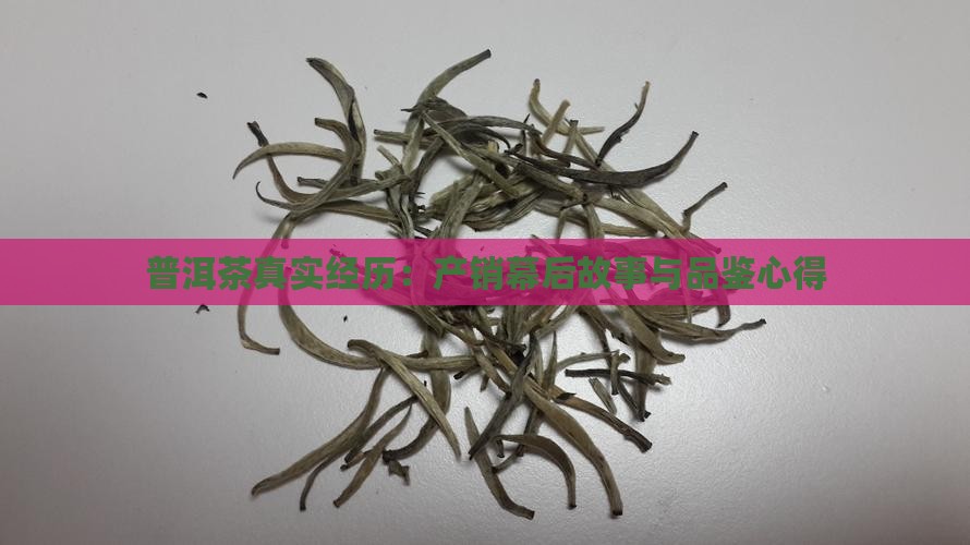 普洱茶真实经历：产销幕后故事与品鉴心得