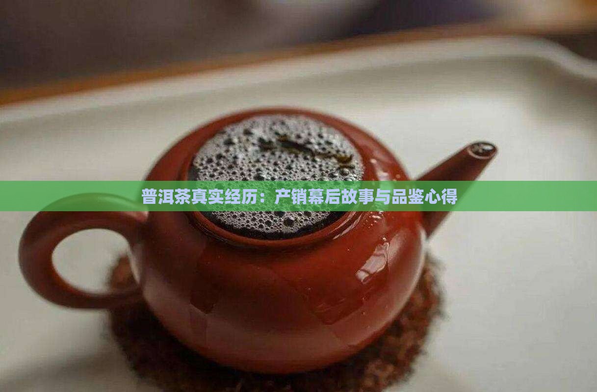 普洱茶真实经历：产销幕后故事与品鉴心得