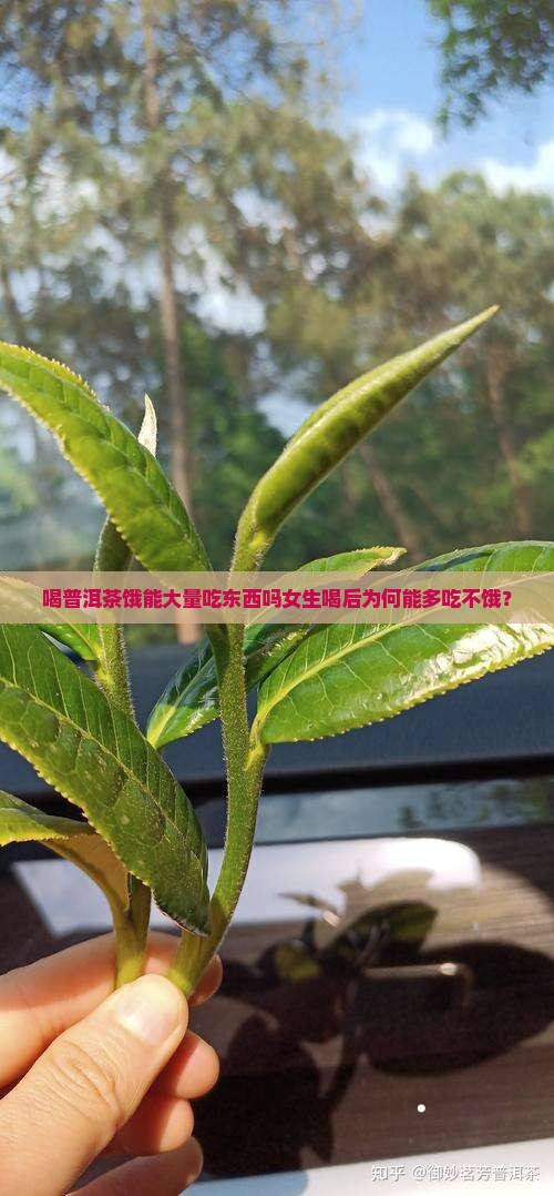 喝普洱茶饿能大量吃东西吗女生喝后为何能多吃不饿？