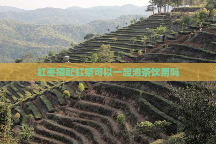红枣搭配红茶可以一起泡茶饮用吗