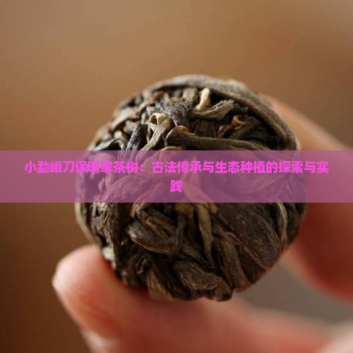 小勐峨刀保明家茶树：古法传承与生态种植的探索与实践