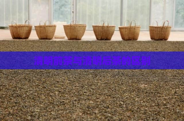 清明前茶与清明后茶的区别