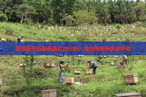 普洱茶与白茶品质对比分析：挑选指南与优劣评估