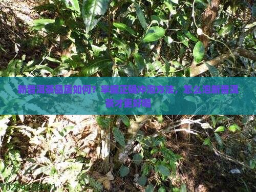 新普洱茶品质如何？掌握正确冲泡方法，怎么泡新普洱茶才更好喝