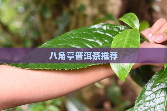八角亭普洱茶推荐