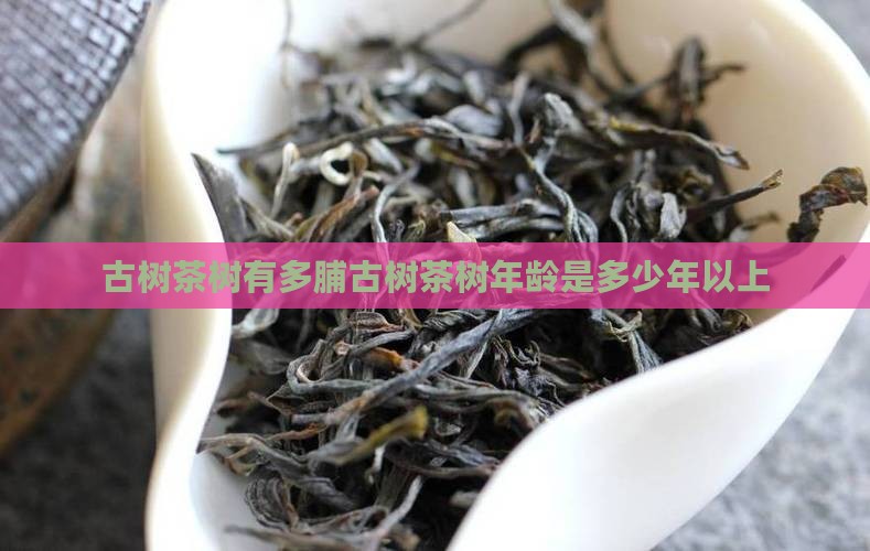 古树茶树有多脯古树茶树年龄是多少年以上