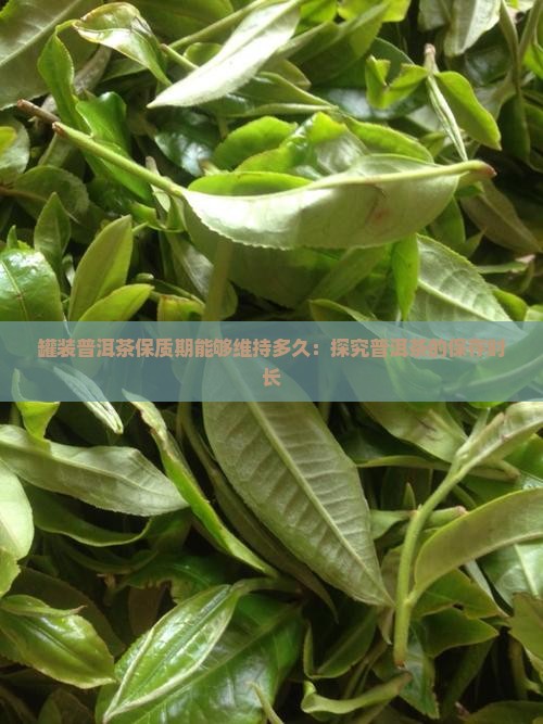 罐装普洱茶保质期能够维持多久：探究普洱茶的保存时长