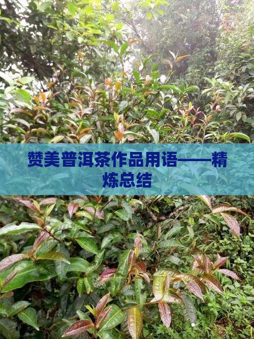 赞美普洱茶作品用语——精炼总结