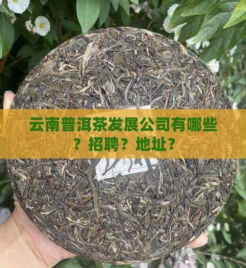 云南普洱茶发展公司有哪些？招聘？地址？