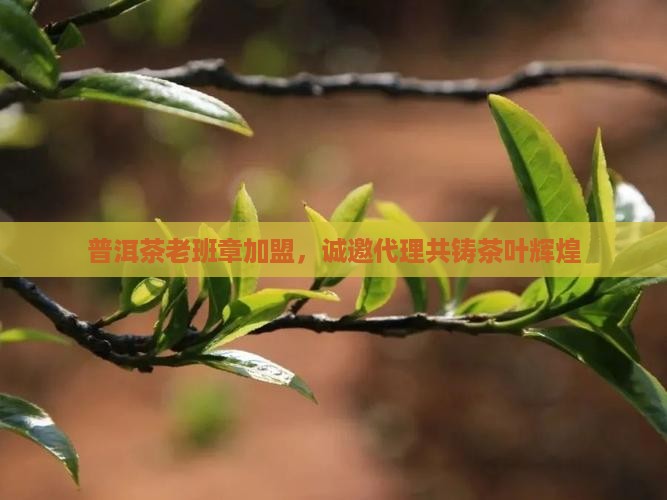 普洱茶老班章加盟，诚邀代理共铸茶叶辉煌