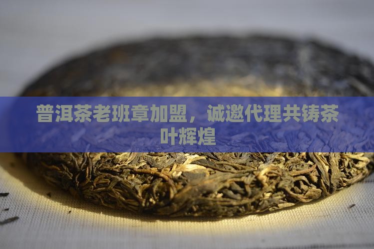 普洱茶老班章加盟，诚邀代理共铸茶叶辉煌