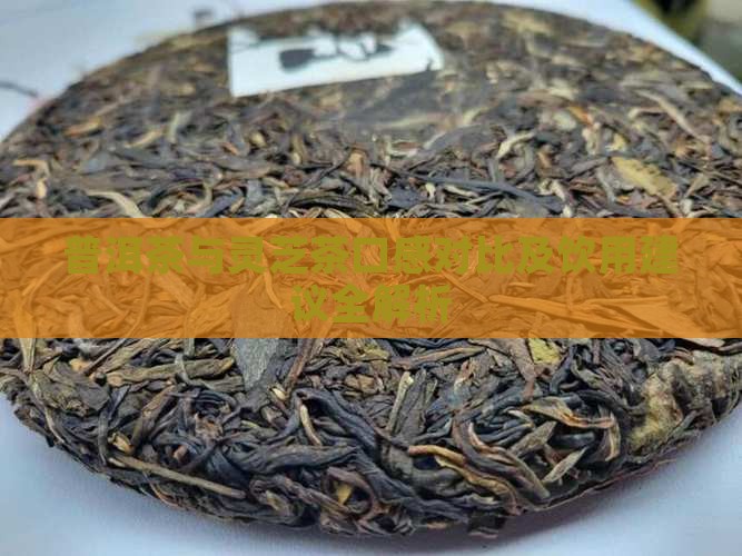 普洱茶与灵芝茶口感对比及饮用建议全解析