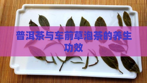 普洱茶与车前草泡茶的养生功效